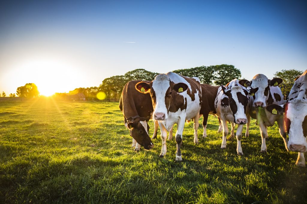 Un groupe de vaches paissant dans un champ.