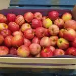 fruits et légumes déclassés